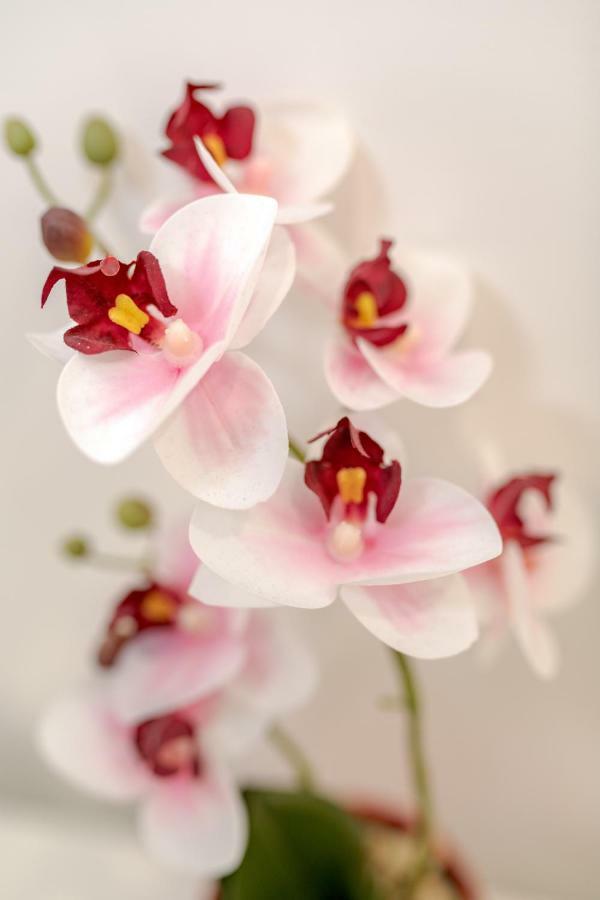 B&B Orchidea Salerno Ngoại thất bức ảnh